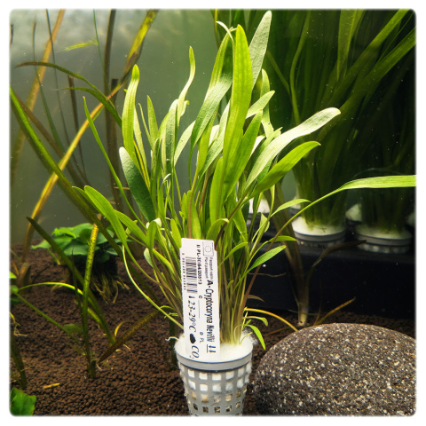 Cryptocoryne nevillii, koszyk XXL – zwartka, pierwszy plan, niska roślina