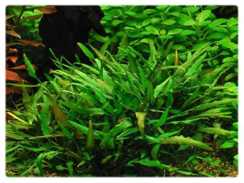 Cryptocoryne nevillii, koszyk XXL – zwartka, pierwszy plan, niska roślina