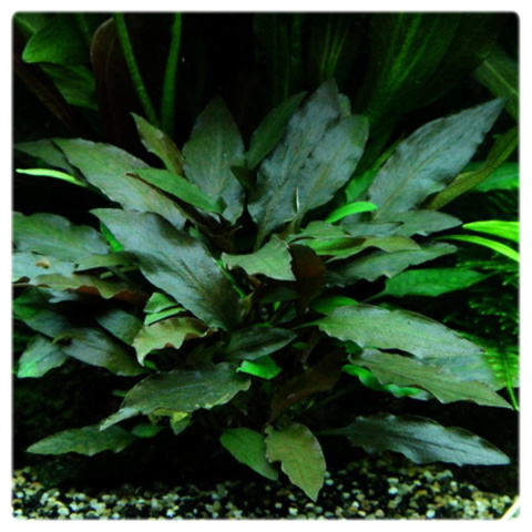Cryptocoryne beckettii var. petchii, koszyk XXL – zwartka, pierwszy plan