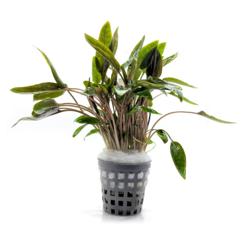 Cryptocoryne beckettii var. petchii, koszyk XXL – zwartka, pierwszy plan