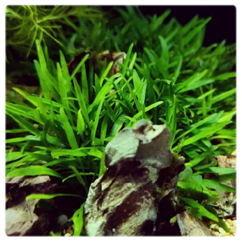 Cryptocoryne willisii, koszyk XXL – zwartka, pierwszy plan, łatwa roślina