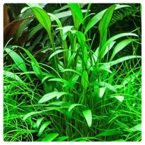 Cryptocoryne willisii, koszyk XXL – zwartka, pierwszy plan, łatwa roślina