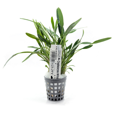 Cryptocoryne willisii, koszyk XXL – zwartka, pierwszy plan, łatwa roślina