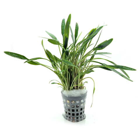 Cryptocoryne willisii, koszyk XXL – zwartka, pierwszy plan, łatwa roślina