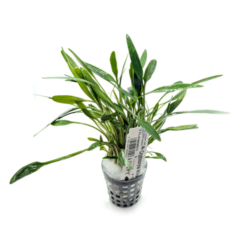 Cryptocoryne willisii, koszyk XXL – zwartka, pierwszy plan, łatwa roślina