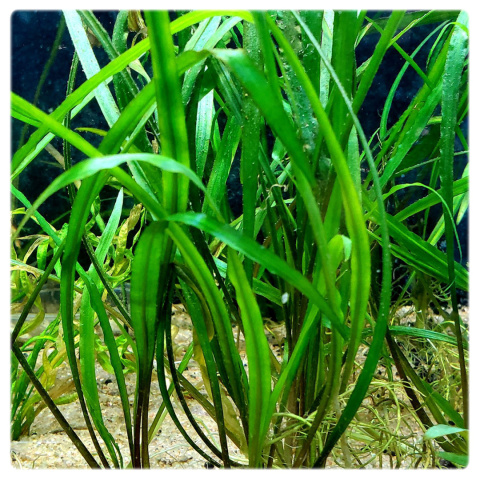 Cryptocoryne spiralis, koszyk XXL – zwartka, tylny plan, smukłe liście