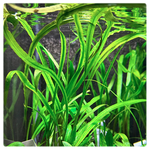 Cryptocoryne spiralis, koszyk XXL – zwartka, tylny plan, smukłe liście