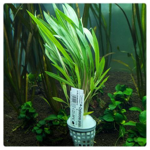 Cryptocoryne spiralis, koszyk XXL – zwartka, tylny plan, smukłe liście