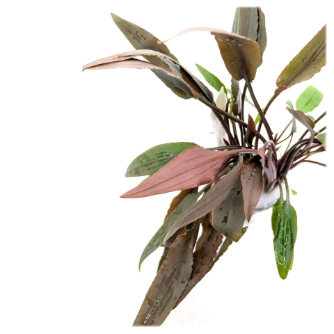 Cryptocoryne undulata 'Red', koszyk XXL – zwartka falista czerwona