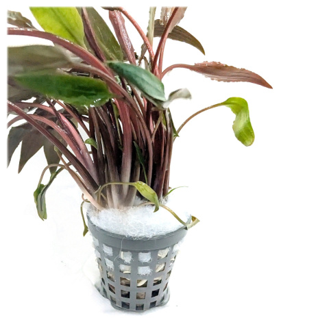 Cryptocoryne undulata 'Red', koszyk XXL – zwartka falista czerwona