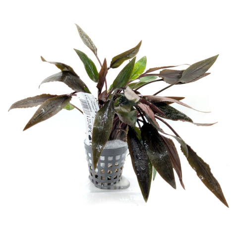 Cryptocoryne undulata 'Red', koszyk XXL – zwartka falista czerwona