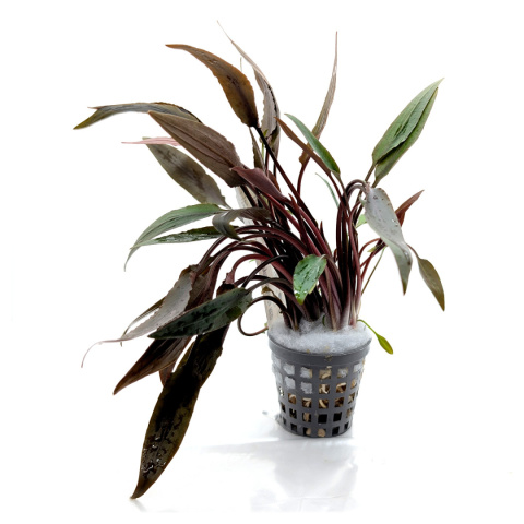 Cryptocoryne undulata 'Red', koszyk XXL – zwartka falista czerwona