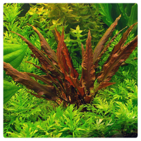 Cryptocoryne undulata 'Red', koszyk XXL – zwartka falista czerwona
