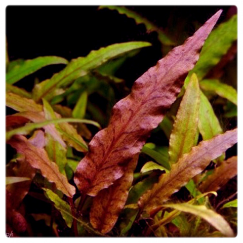 Cryptocoryne undulata 'Red', koszyk XXL – zwartka falista czerwona