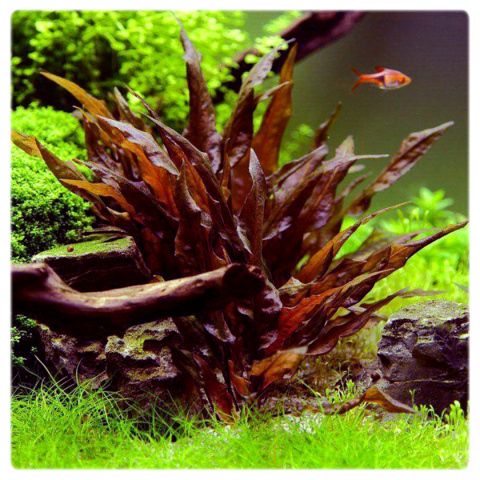 Cryptocoryne undulata 'Red', koszyk XXL – zwartka falista czerwona