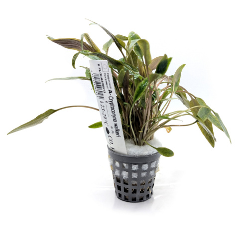 Cryptocoryne walkeri, koszyk XXL – zwartka, pierwszy i środkowy plan