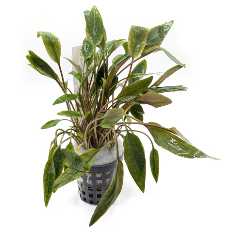 Cryptocoryne walkeri, koszyk XXL – zwartka, pierwszy i środkowy plan