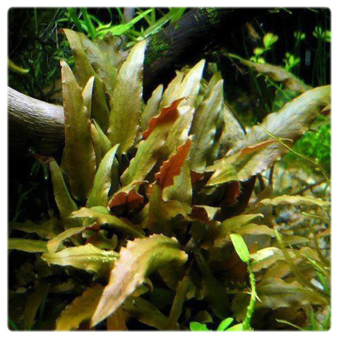 Cryptocoryne walkeri, koszyk XXL – zwartka, pierwszy i środkowy plan