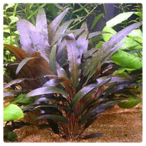 Cryptocoryne walkeri, koszyk XXL – zwartka, pierwszy i środkowy plan