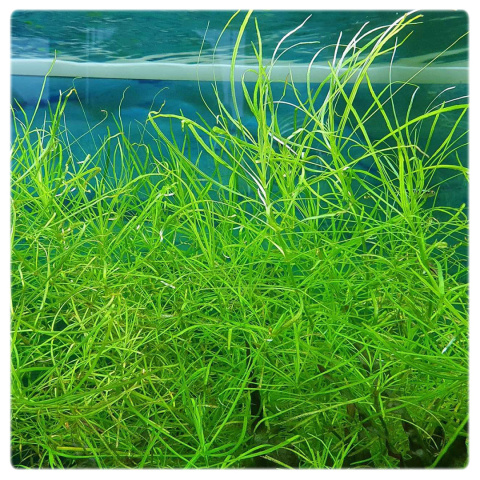 Pogostemon Octopus (Stellatus), koszyk XXL – efektowny tylny plan