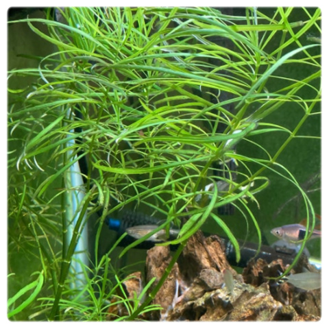 Pogostemon Octopus (Stellatus), koszyk XXL – efektowny tylny plan