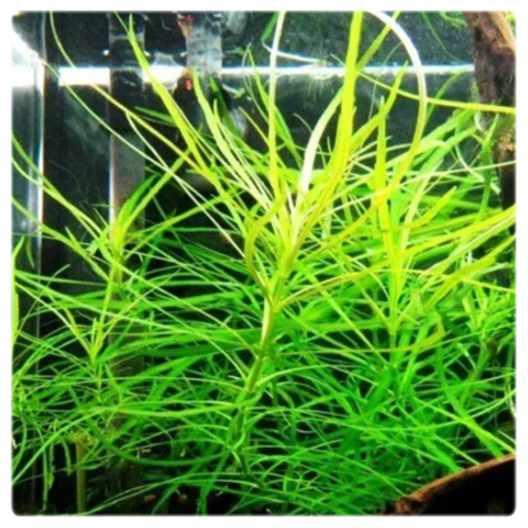 Pogostemon Octopus (Stellatus), koszyk XXL – efektowny tylny plan