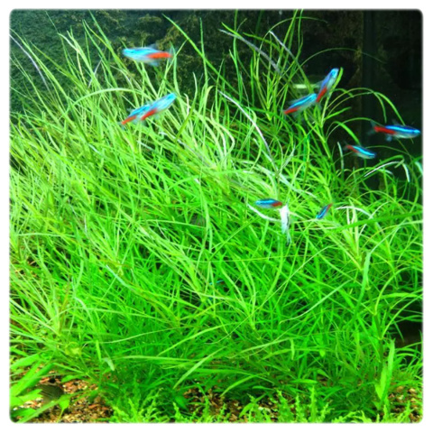 Pogostemon Octopus (Stellatus), koszyk XXL – efektowny tylny plan