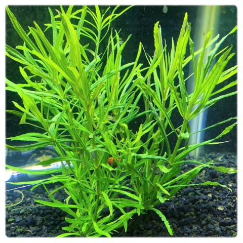 Pogostemon Octopus (Stellatus), koszyk XXL – efektowny tylny plan