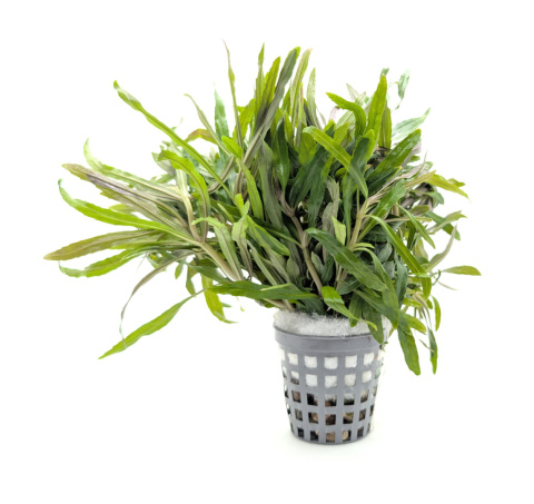 Pogostemon Octopus (Stellatus), koszyk XXL – efektowny tylny plan