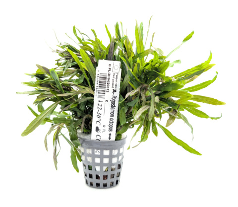 Pogostemon Octopus (Stellatus), koszyk XXL – efektowny tylny plan