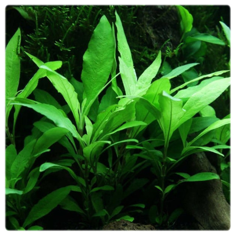 Hygrophila siamensis, koszyk XXL – higrofila syjamska, trzeci plan