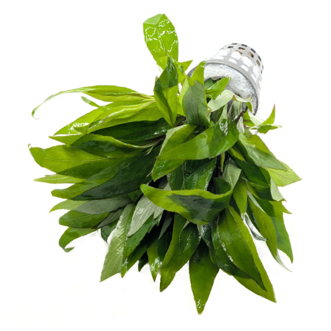 Hygrophila siamensis, koszyk XXL – higrofila syjamska, trzeci plan