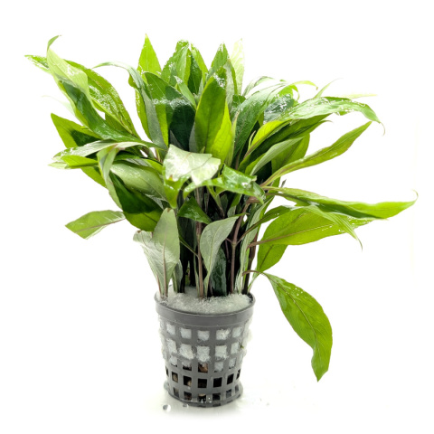 Hygrophila siamensis, koszyk XXL – higrofila syjamska, trzeci plan