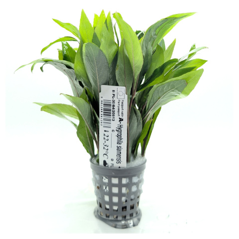 Hygrophila siamensis, koszyk XXL – higrofila syjamska, trzeci plan