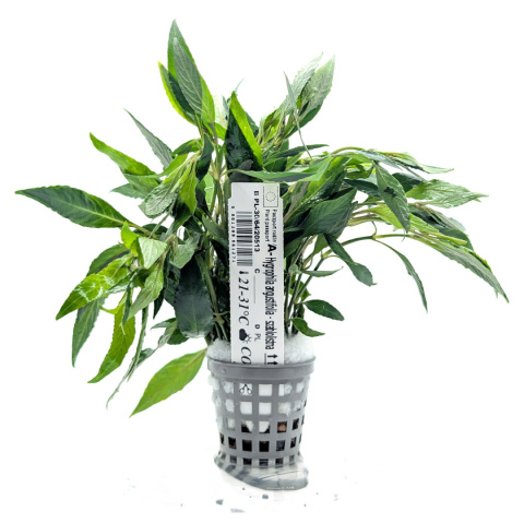 Hygrophila angustifolia, koszyk XXL – tylny plan, szybki wzrost