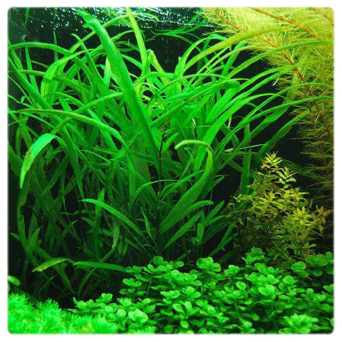 Hygrophila angustifolia, koszyk XXL – tylny plan, szybki wzrost