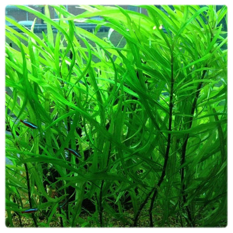 Hygrophila angustifolia, koszyk XXL – tylny plan, szybki wzrost