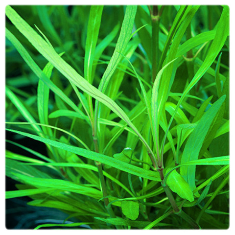 Hygrophila angustifolia, koszyk XXL – tylny plan, szybki wzrost