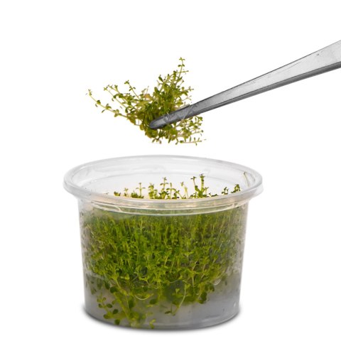 Kruger Meier pęseta prosta 25 cm – kompaktowa, stal nierdzewna