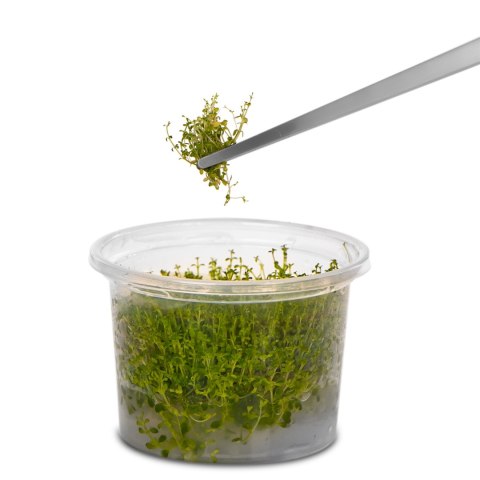 Kruger Meier pęseta prosta 30 cm – precyzyjna stal nierdzewna