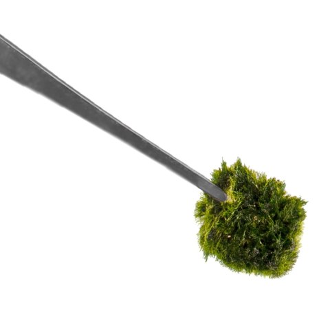 Kruger Meier pęseta prosta 30 cm – precyzyjna stal nierdzewna