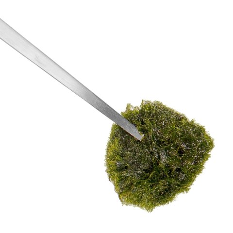 Kruger Meier pęseta prosta 48 cm – stal nierdzewna, precyzyjna