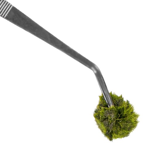 Kruger Meier pęseta zagięta 20 cm – precyzyjna, stal nierdzewna