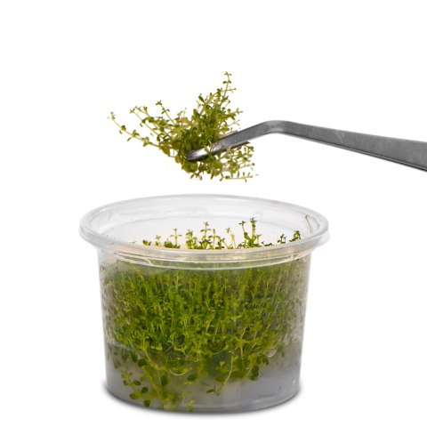 Kruger Meier pęseta zagięta 30 cm – stal nierdzewna, precyzyjna