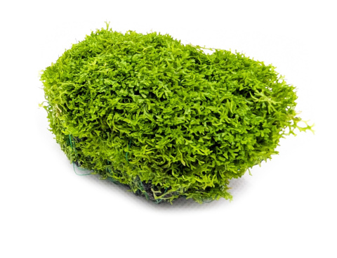 Riccia fluitans na lawie – naturalna ozdoba akwariowa gotowa do użycia