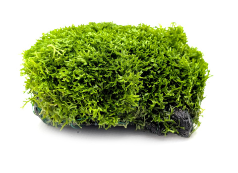 Riccia fluitans na lawie – naturalna ozdoba akwariowa gotowa do użycia