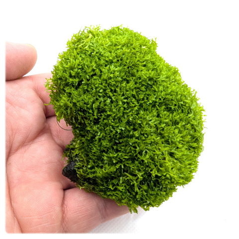 Riccia fluitans na lawie – naturalna ozdoba akwariowa gotowa do użycia