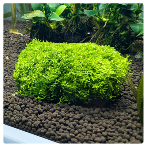 Riccia fluitans na lawie – naturalna ozdoba akwariowa gotowa do użycia