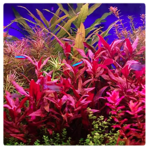 Alternanthera Rubra, koszyk XXL – intensywnie czerwona roślina akwariowa