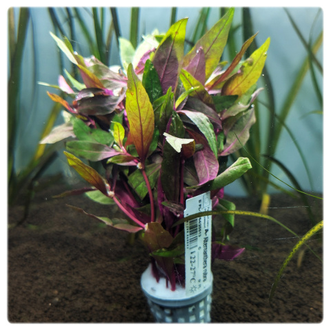 Alternanthera Rubra, koszyk XXL – intensywnie czerwona roślina akwariowa